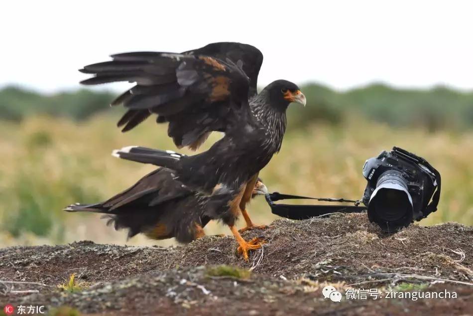 福克兰群岛男篮:斯坦利岛海狮队全力拼搏 福克兰群岛男篮:斯坦利岛海狮队全力拼搏