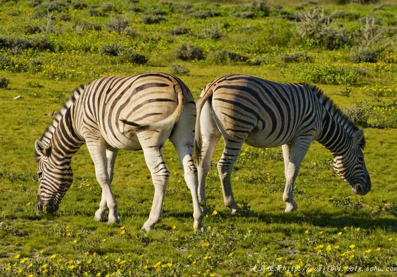 雷速官网-纳米比亚马术选手优雅上阵,实至名归