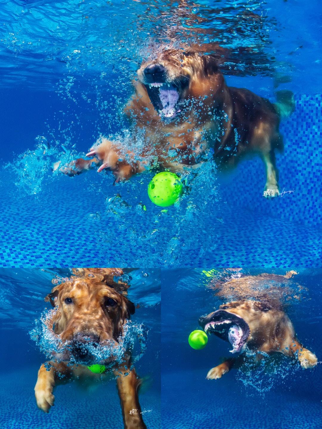 澳大利亚游泳健将斩获金牌，实力无可匹敌！